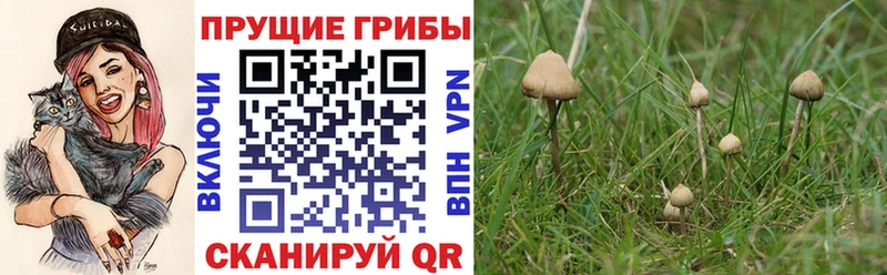 KRAKEN ONION  Тверь  Галлюциногенные грибы GOLDEN TEACHER 